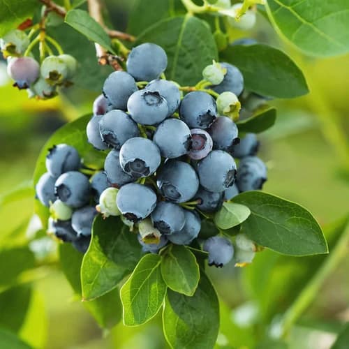 Wildheidelbeere 2,5kg